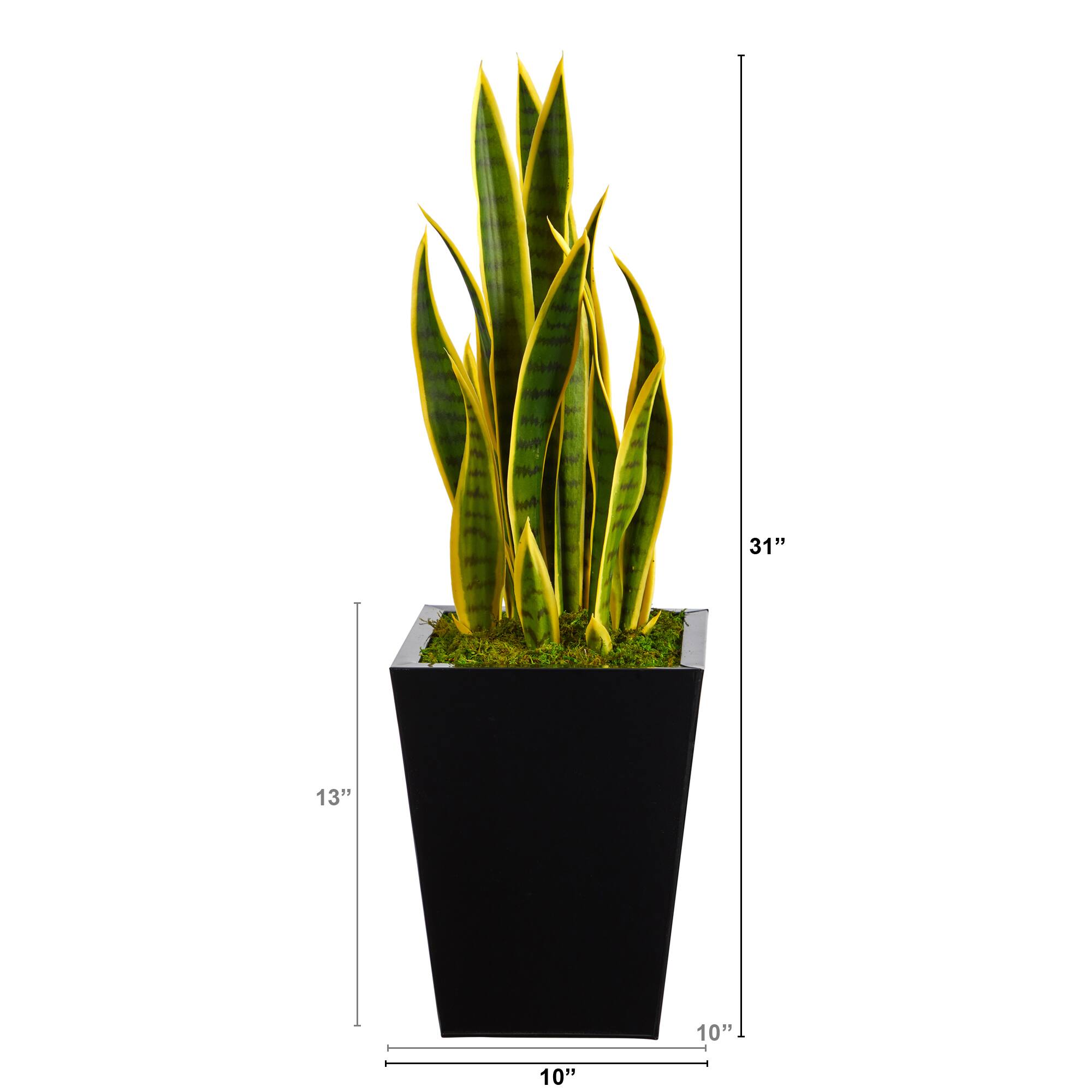 2.5ft. Snake Plant in Black Metal Planter